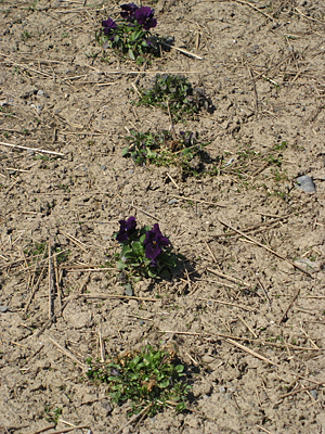 pansy mulched